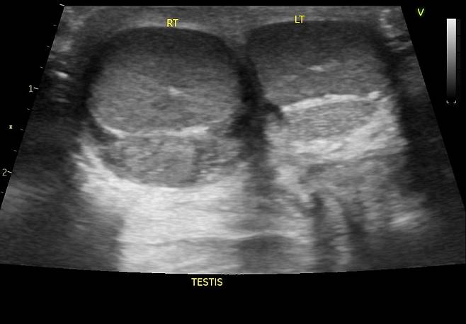 us0026.jpg 강아지 중성화 건강때문에도한다