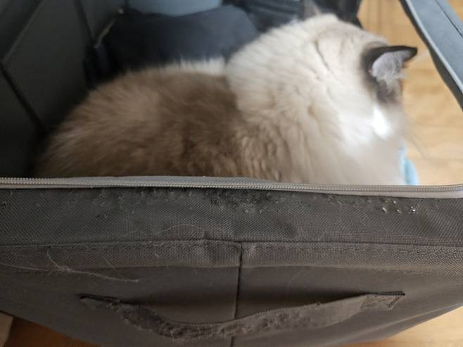 20250606_003204.jpg 우리집 고양이 이가탄