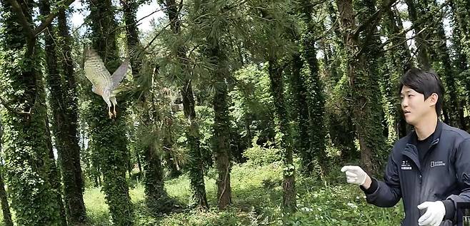 9일 오후 붉은배새매가 힘차게 날갯짓하며 야생으로 돌아가고 있다.(제주대 제주야생동물구조센터 제공)