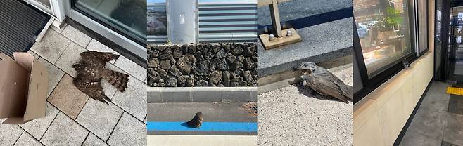 유리창에 부딪혀 다치거나 폐사한 새들. 맨 왼쪽부터 새매, 솔부엉이, 직박구리, 집비둘기. 이들 대부분이 유리창 충돌 사고 피해를 자주 입는 조류로 기록돼 있다.(제주대 제주야생동물구조센터 제공)