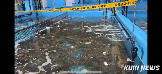 경찰이 압수한 대게와 킹크랩. (사진=동해경찰서)