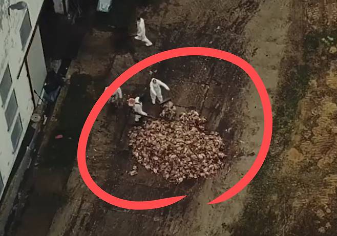 서울국제환경영화제에 초청된 유럽 다큐멘터리 ‘이익을 위한 먹을거리(food for profit)’ 공식 예고편의 한 장면. 닭의 사체가 가득 쌓여 있다.[유튜브 공식 채널 갈무리]