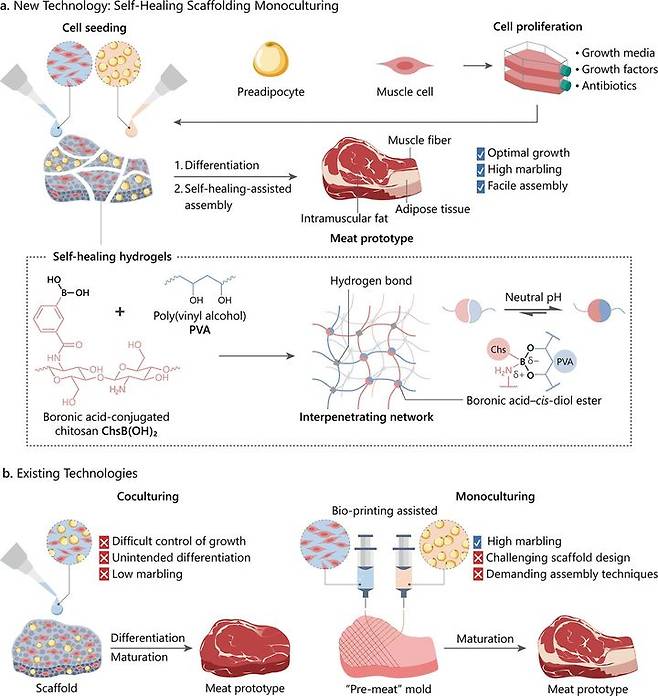 자가치유형 지지체로부터 '마블링' 배양육 제조 방법 소개 및 기존의 공동배양(co-culture) 및 단독배양(monoculture) 방식의 단점 비교. (사진=서강대 제공) *재판매 및 DB 금지