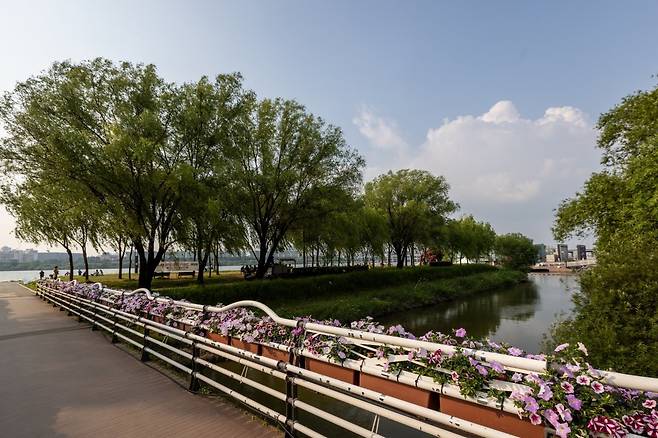 서래교 전경. 가로수가 우거진 산책길이 인상적이다 사진제공|서울관광재단