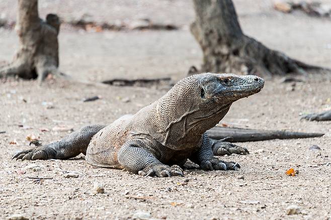 코모도에서 관찰 가능한 지구상 마지막 공룡 ‘코모도 왕 도마뱀’. 사진제공|팜투어
