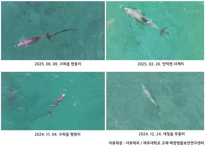 꼬리에 폐어구가 얽힌 채 목격된 남방큰돌고래 '행운' [다큐제주, 제주대학교 고래·해양생물보전연구센터 제공. 재판매 및 DB 금지]