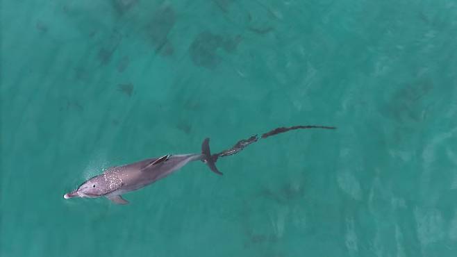 지난 9일 다큐제주, 제주대학교 고래·해양생물보전연구센터가 포착한 남방큰돌고래 ‘행운’. 꼬리에는 지난 3월 26일 포착됐을 때와는 달리 폐어구가 추가로 감겨 있다. (사진=다큐제주, 제주대학교 고래·해양생물보전연구센터 제공)