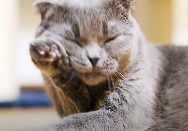 고양이가 입 주변을 문지르는 행동을 자주 한다면 구강 내에 통증이 있다는 신호일 수 있다(유튜브 반려의 완성 갈무리) ⓒ 뉴스1