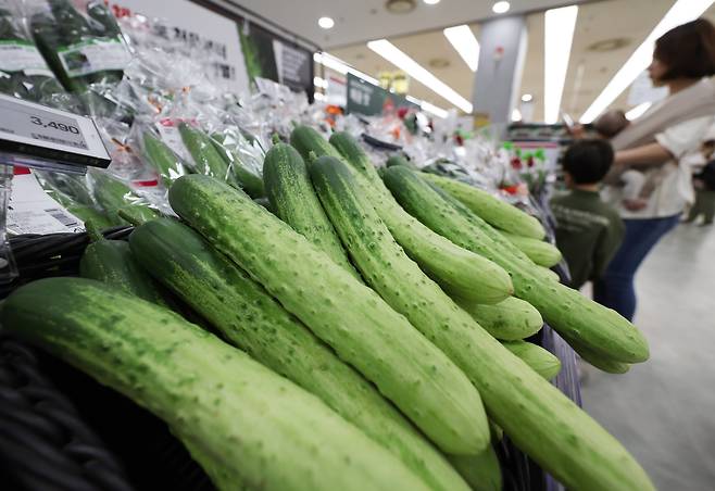 서울 시내 한 대형마트에 오이가 진열돼 있다./뉴시스