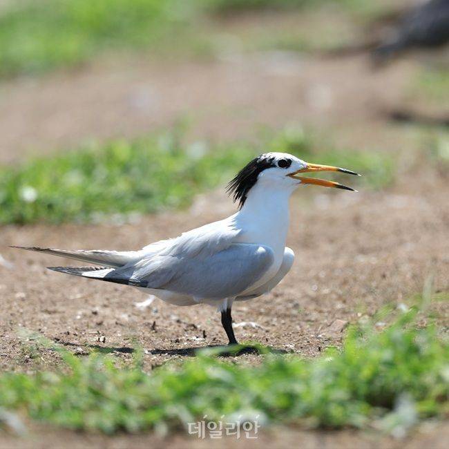 멸종위기 야생생물 Ⅰ급 뿔제비갈매기 모습. ⓒ국립호남권생물자원관