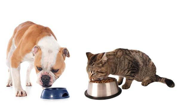 고양이와 개는 필수적으로 섭취해야 하는 영양성분이 달라 서로의 사료를 장기간 먹을 경우 영양소 불균형 문제가 생길 수 있다./사진=클립아트코리아