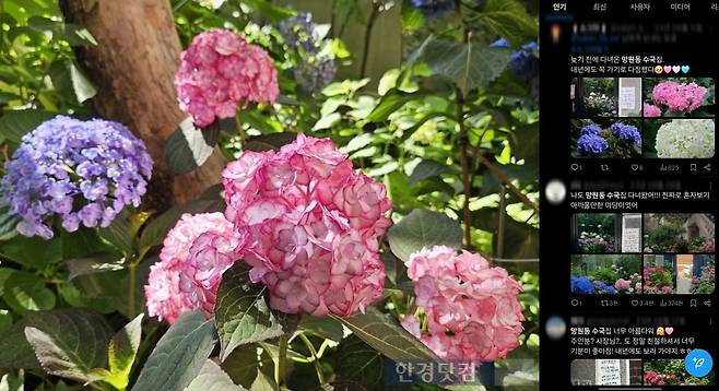 사진=유지희 기자, 출처=X '소그미', 'viv', '메이'