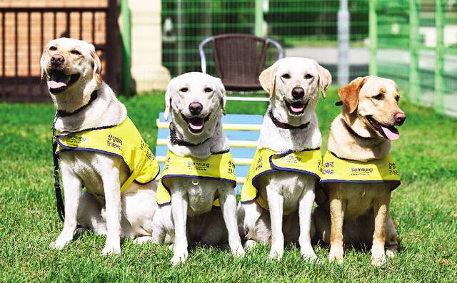 안내견 훈련을 받는 리트리버 네 마리가 지난달 22일 경기 용인시 삼성화재 안내견학교의 잔디밭에 앉은 채 지시를 기다리고 있다. 이들은 훈련사와 함께 종합 테스트를 거쳤고, 세 마리가 합격점을 받았다. 한 마리는 한 달 뒤 재시험을 본다. 삼성화재 안내견학교는 1994년 안내견 ‘바다’를 시작으로 그동안 305마리의 안내견을 시각장애인들에게 무상으로 분양했다.