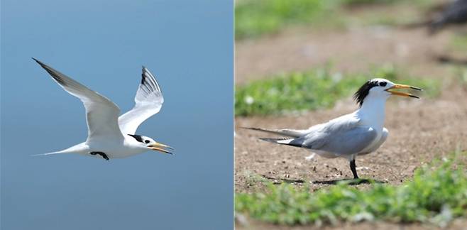 뿔제비갈매기[환경부 제공]