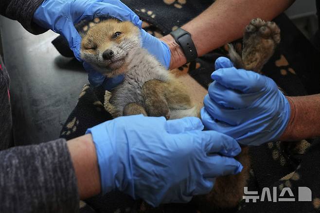 <font style="vertical-align: inherit;"><font style="vertical-align: inherit;">[켄트=AP/뉴시스] 5월 22일(현지 시간) 영국 켄트 주 톤브리지 인근 더 폭스 프로젝트가 운영하는 병원에서 자원봉사자들이 구조된 새끼 여우를 진찰하고 있다. 2025.06.10.</font></font>