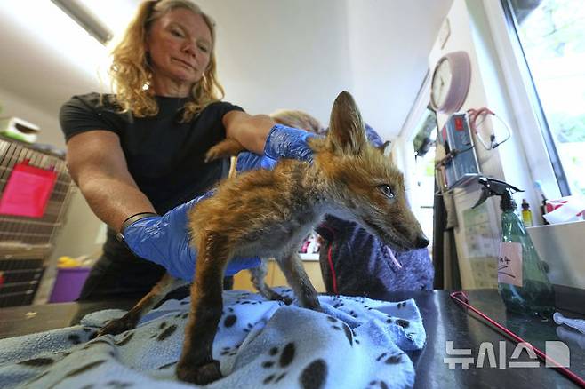 <font style="vertical-align: inherit;"><font style="vertical-align: inherit;">[켄트=AP/뉴시스] 5월 22일(현지 시간) 영국 켄트 주 톤브리지 인근 더 폭스 프로젝트가 운영하는 병원에서 수의사가 구조된 여우의 상태를 살펴보고 있다. 2025.06.10.</font></font>