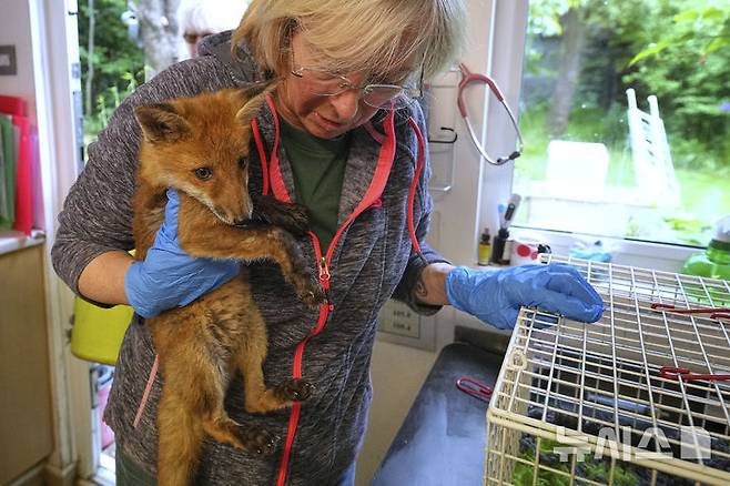 <font style="vertical-align: inherit;"><font style="vertical-align: inherit;">[켄트=AP/뉴시스] 5월 22일(현지 시간) 영국 켄트 주 톤브리지 인근 더 폭스 프로젝트가 운영하는 병원에서 자원봉사자가 구조된 여우를 안고 있다. 2025.06.10.</font></font>