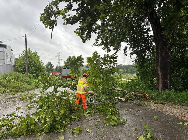 [김제=뉴시스] 지난 2023년 여름 전북 김제시에서 풍수해에 쓰러진 나무를 제거하고 있는 소방대원들. (사진=뉴시스 DB). photo@newsis.com *재판매 및 DB 금지