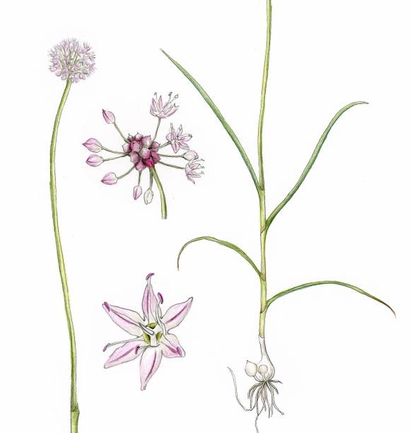 단군신화에서 곰과 호랑이가 먹었다는 마늘을 식물학계에서는 마늘이 아닌 산달래(그림) 또는 산마늘로 추정한다. 우리가 달래라고 부르며 먹는 봄나물 또한 대부분 달래가 아닌 산달래다.