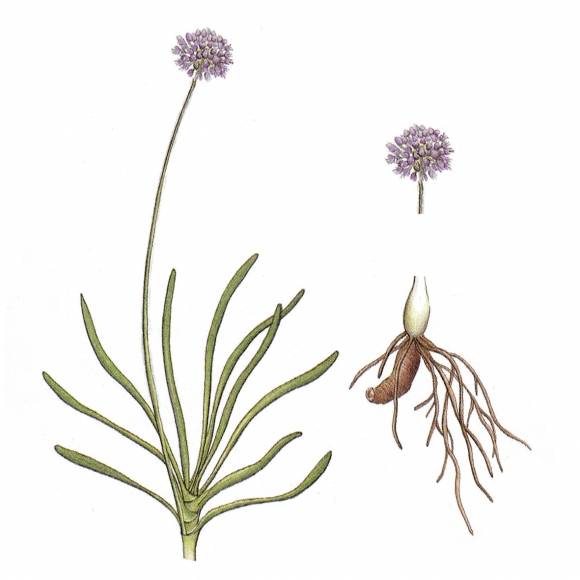 울릉도에 분포하는 두메부추. 사람 발길이 닿지 않는 두메산골에서 산다고 해 붙여진 이름이다.