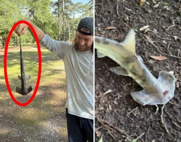 지난달 18일 미국 사우스캐롤라이나주의 한 골프장으로 망치 상어(사진) 한 마리가 뚝 떨어졌다. 조나단 말로위 제공