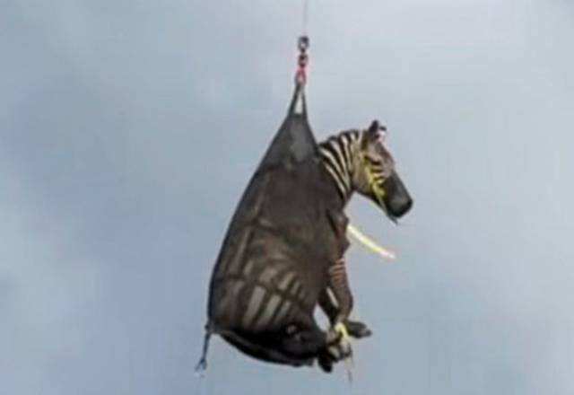 헬리콥터에 실려 수송되는 얼룩말 '에드'.AP연합뉴스