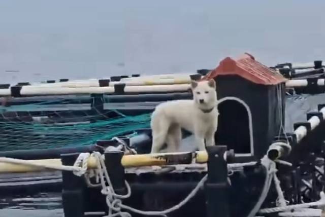 행복이네 유기견 유기묘 보호소 인스타그램