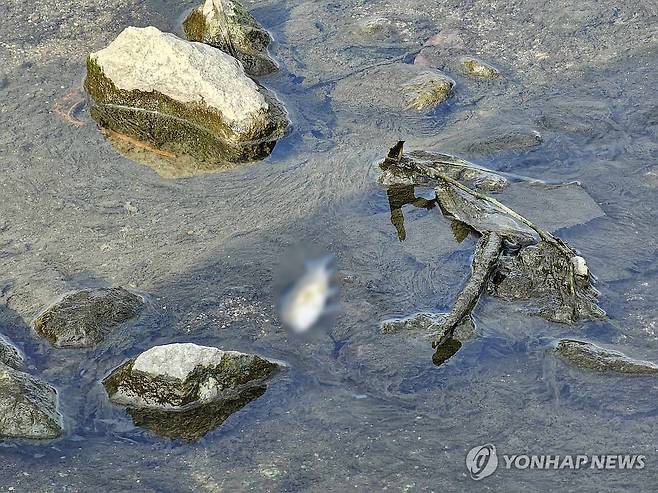 물고기 폐사 [연합뉴스 자료사진. 기사와 직접 관련 없음]