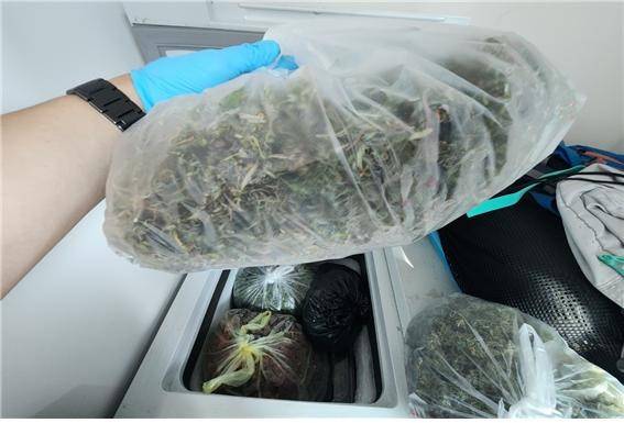 건조후 김치냉장고 안에 보관 중이던 대마잎 [세종경찰청 제공. 재판매 및 DB 금지]
※ 설명을 위한 사진으로 사건과 직접적인 관련 없음