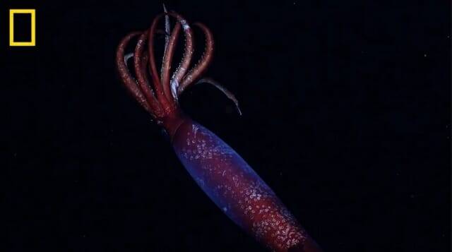 사진= 미국 슈미트해양연구소/내셔널지오그래픽