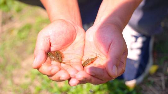긴꼬리투구새우    사진=괴산군 제공