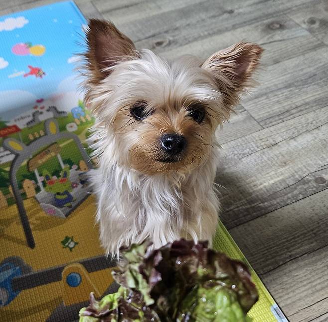 20250611_210330.jpg 저녁 채끝 등심 구워서 한잔