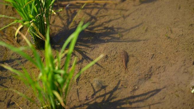 괴산 감물면에서 발견된 긴꼬리 투구새우. 괴산군 제공