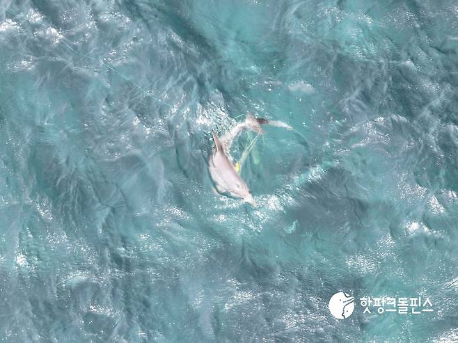 지난달 14일 서귀포시 대정읍 앞바다에서 드론으로 촬영한 남방큰돌고래 종달이 모습.  (핫핑크돌핀스 제공)