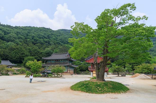 A visitor takes in the view at Borimsa Temple. [JANGHEUNG COUNTY OFFICE]