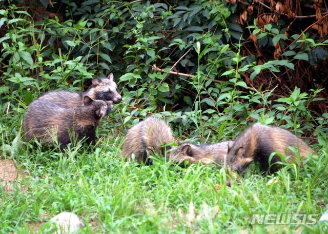 [세종=뉴시스 경기 성남시 분당구 소재 한 아파트 주변 숲에서 야생 너구리 새끼 5마리가 먹이를 먹고 있다. (사진=뉴시스 DB). photo@newsis.com