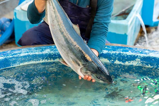 방어. 클립아트코리아 제공