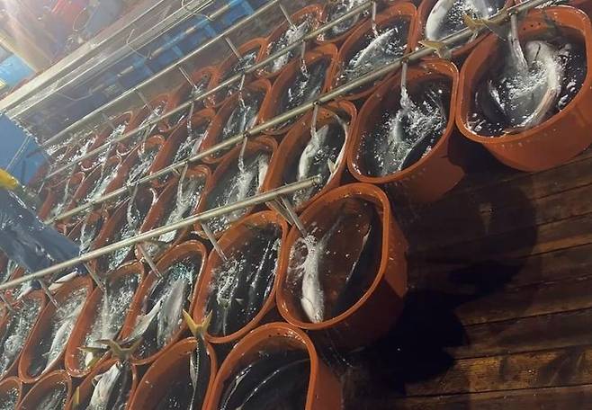 동해 정치망 어획물인 방어. 국립수산과학원 제공