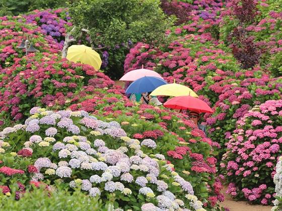 제주도에 이른 장마가 시작된 지난 12일 오전 제주 서귀포시 안덕면의 한 카페를 찾은 관광들이 우산을 쓰고 산책하고 있다. 〈사진=연합뉴스〉