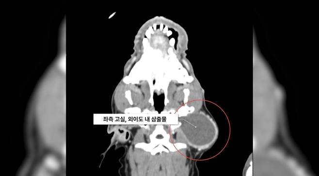 민트는 CT 검사 결과 염증이 중이를 넘어 뇌로 확산되기 직전이었다(SD동물의료센터 제공). ⓒ 뉴스1