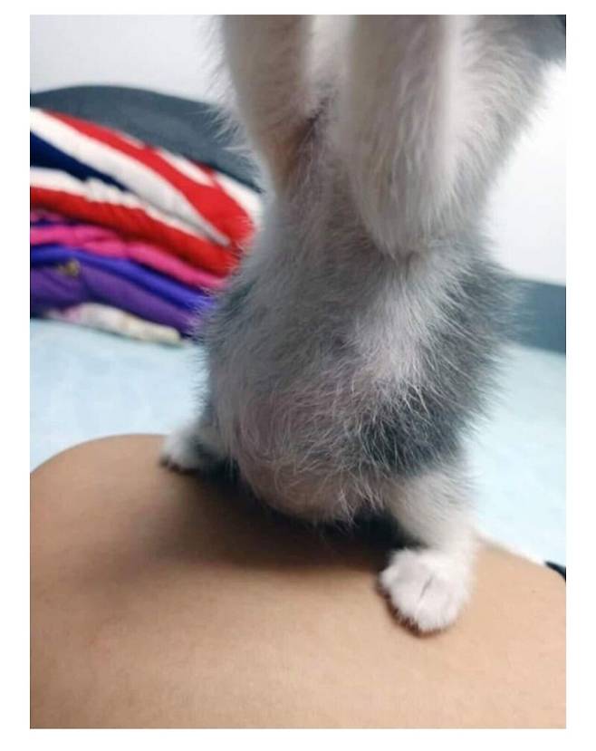 분유 다먹은 아기냥