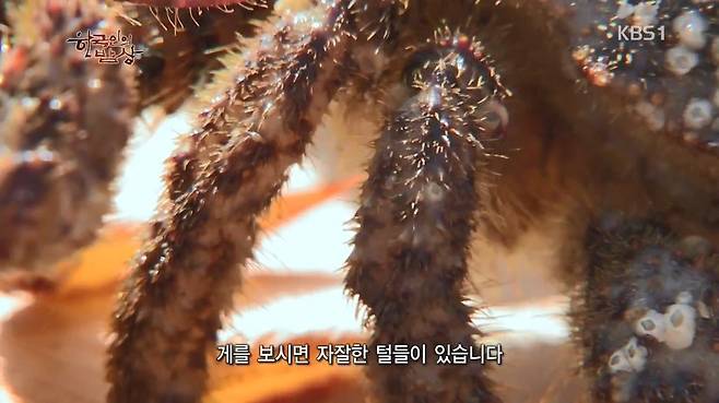 한국인의 밥상 - 왕밤송이게 된장찌개 , 왕밤송이게 찜(스압) 한국인의 밥상 - 왕밤송이게 된장찌개 , 왕밤송이게 찜.jpg