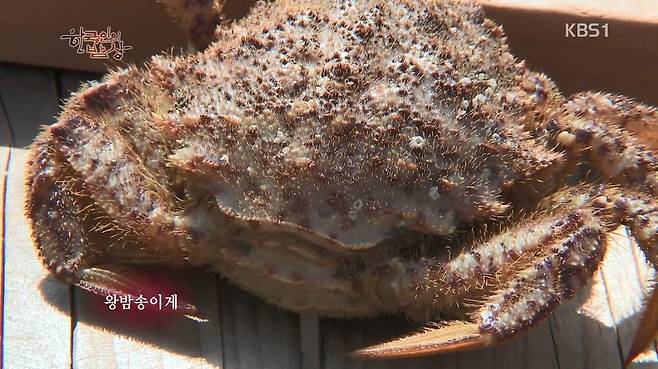 한국인의 밥상 - 왕밤송이게 된장찌개 , 왕밤송이게 찜(스압) 한국인의 밥상 - 왕밤송이게 된장찌개 , 왕밤송이게 찜.jpg