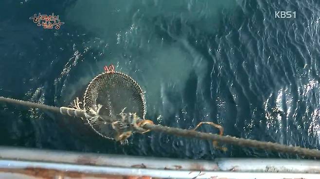 한국인의 밥상 - 왕밤송이게 된장찌개 , 왕밤송이게 찜(스압) 한국인의 밥상 - 왕밤송이게 된장찌개 , 왕밤송이게 찜.jpg