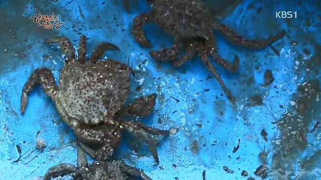 한국인의 밥상 - 왕밤송이게 된장찌개 , 왕밤송이게 찜(스압) 한국인의 밥상 - 왕밤송이게 된장찌개 , 왕밤송이게 찜.jpg