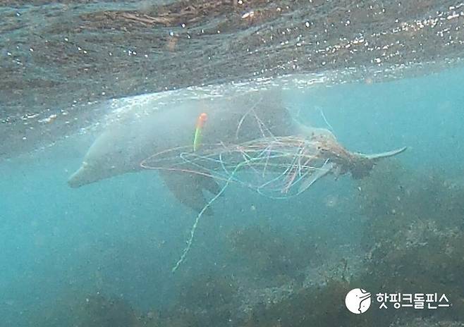 핫핑크돌핀스는 “이날 수중에서 촬영한 사진을 보면 종달이 몸에 추가로 감긴 낚싯줄에도 찌와 함께 생미끼로 쓰인 넙치가 매달려 있었다”고 전했다. 핫핑크돌핀스 제공
