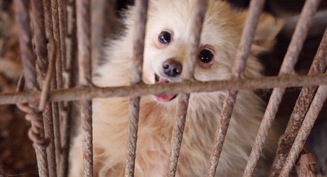 불법 번식장 모견들은 수차례 출산을 경험한 듯 자궁이 심하게 부어 있는 상태였다. 동물자유연대 제공