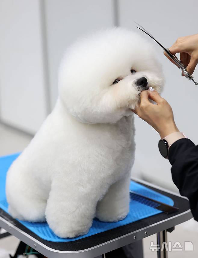 [서울=뉴시스] 김선웅 기자 = 13일 서울 서초구 aT센터에서 열린 제112회 KKF 전국 애견미용 콘테스트에서 참가 선수들이 애견 미용 실력을 선보이고 있다. 2025.06.13. mangusta@newsis.com