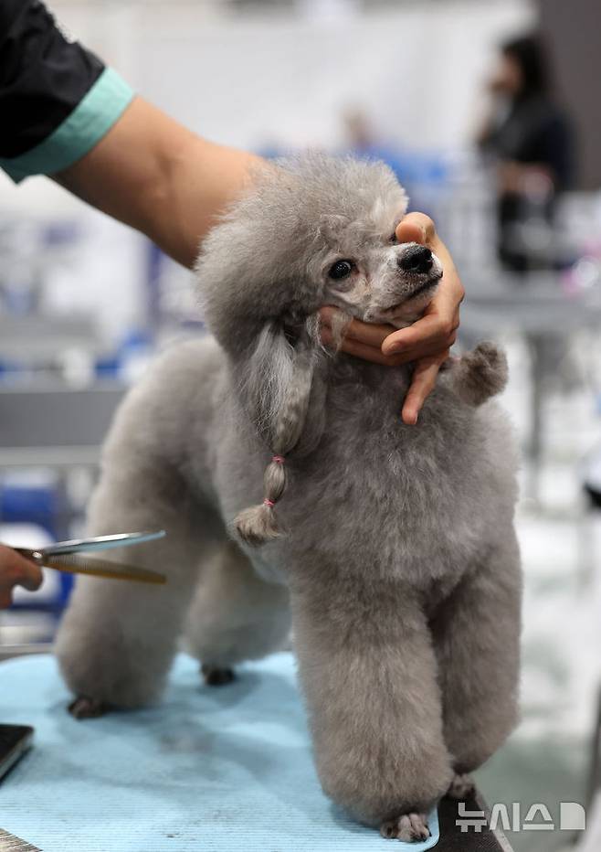 [서울=뉴시스] 김선웅 기자 = 13일 서울 서초구 aT센터에서 열린 제112회 KKF 전국 애견미용 콘테스트에서 참가 선수들이 애견 미용 실력을 선보이고 있다. 2025.06.13. mangusta@newsis.com