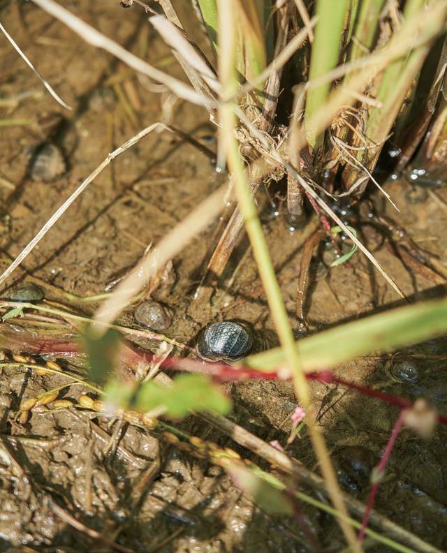 논의 잡초를 제거하기 위해 왕우렁이를 투입하는 친환경 농법으로 유기농 쌀을 재배한다.